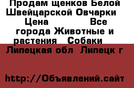 Продам щенков Белой Швейцарской Овчарки  › Цена ­ 20 000 - Все города Животные и растения » Собаки   . Липецкая обл.,Липецк г.